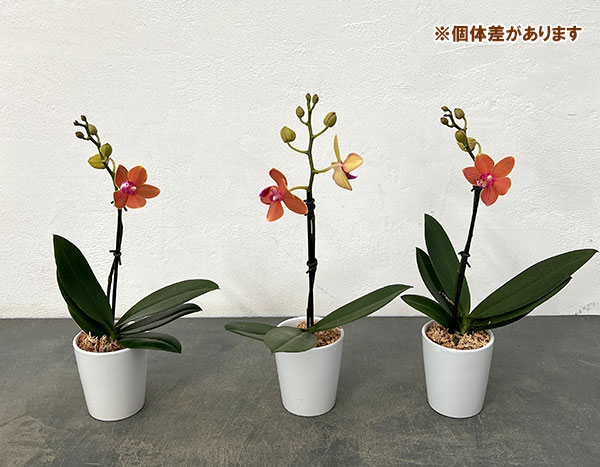 ミディコチョウラン：パプリカ1-2本立ち 2.5号陶器鉢植え