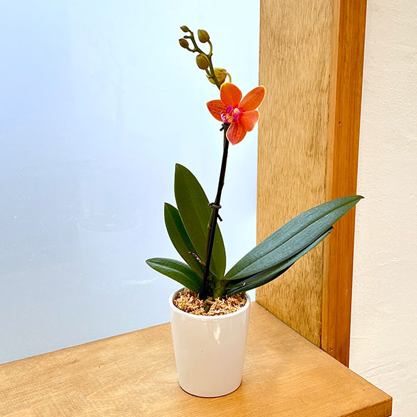 ミディコチョウラン：パプリカ1-2本立ち 2.5号陶器鉢植え