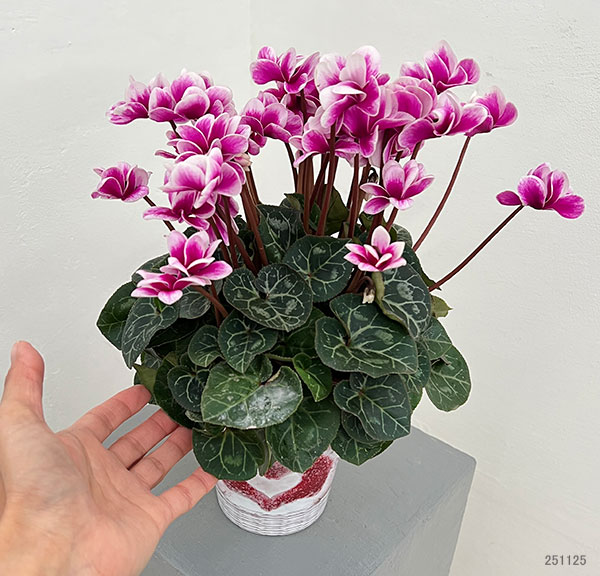 シクラメン：チモ ピコティ（花色いろいろ）12cmポット／タンブラーポット（底面給水鉢）付き【ハート】