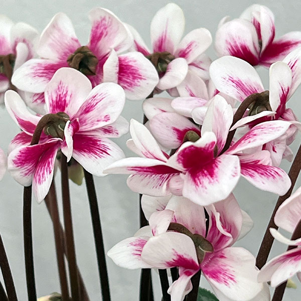 シクラメン：チモ ピコティ（花色いろいろ）12cmポット／タンブラーポット（底面給水鉢）付き【ハート】