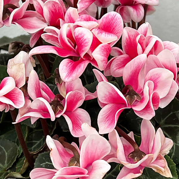 シクラメン：チモ ピコティ（花色いろいろ）12cmポット／タンブラーポット（底面給水鉢）付き【ハート】