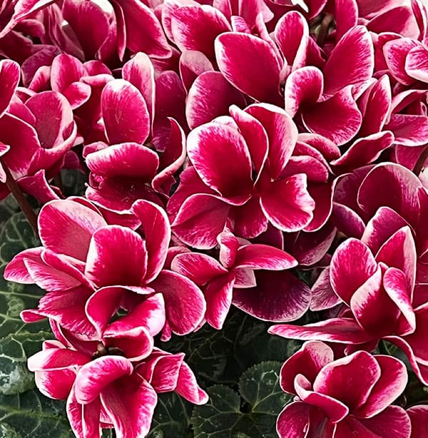 シクラメン：チモ ピコティ（花色いろいろ）12cmポット／タンブラーポット（底面給水鉢）付き【ハート】