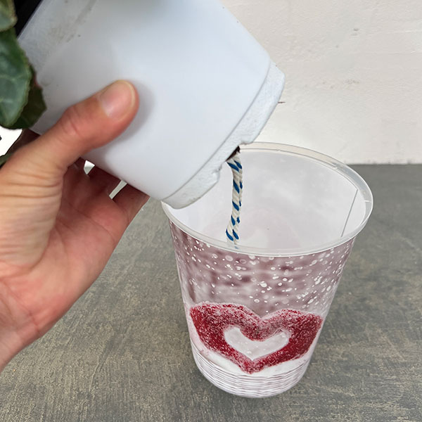 シクラメン：チモ ピコティ（花色いろいろ）12cmポット／タンブラーポット（底面給水鉢）付き【ハート】