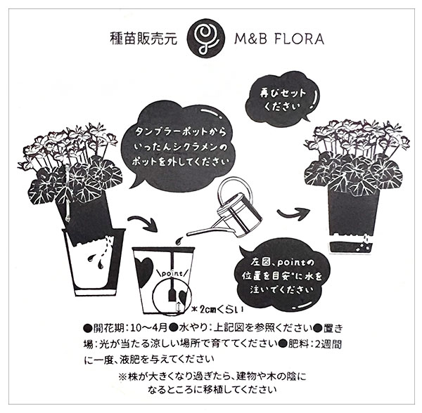 シクラメン：チモ ピコティ（花色いろいろ）12cmポット／タンブラーポット（底面給水鉢）付き【ハート】