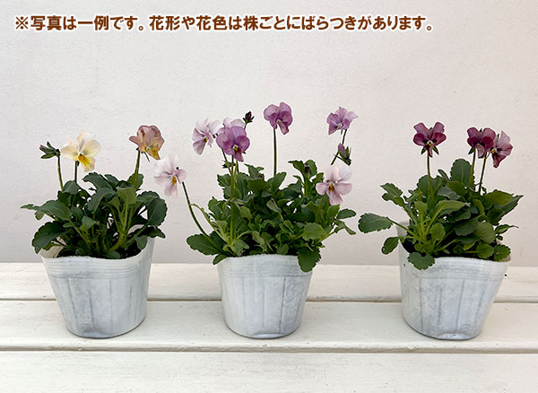 ビオラ：ロカハーツ　バチアナスマイル3.5号ポット