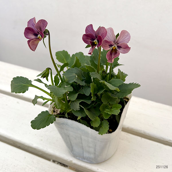 ビオラ：ロカハーツ　バチアナスマイル3.5号ポット