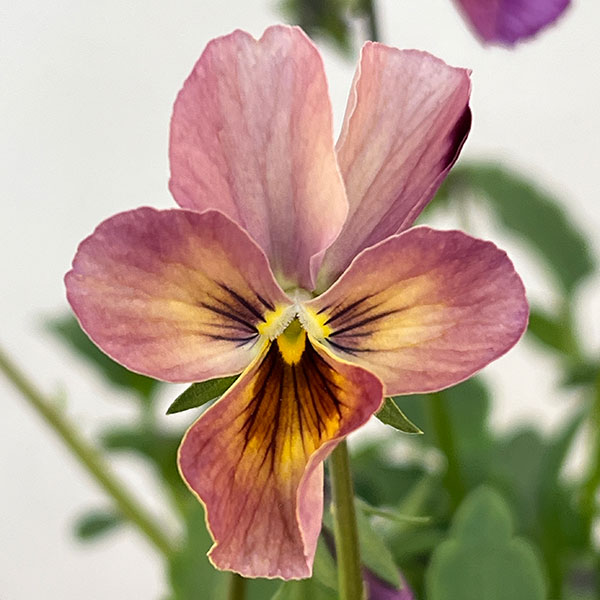 ビオラ：ロカハーツ　バチアナスマイル3.5号ポット