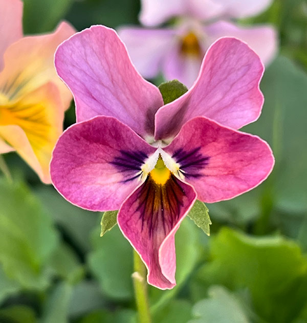 ビオラ：ロカハーツ　バチアナスマイル3.5号ポット