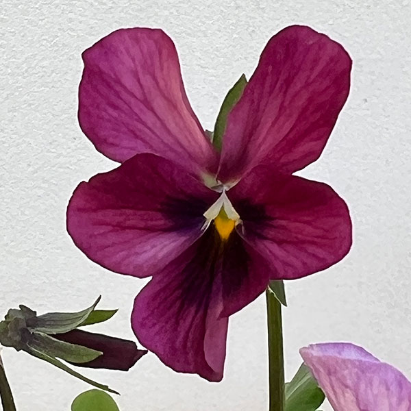 ビオラ：ロカハーツ　バチアナスマイル3.5号ポット