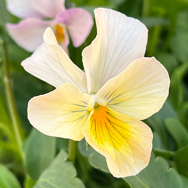 ビオラ：ロカハーツ　バチアナスマイル3.5号ポット