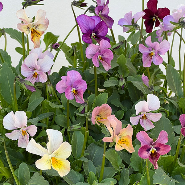 ビオラ：ロカハーツ　バチアナスマイル3.5号ポット