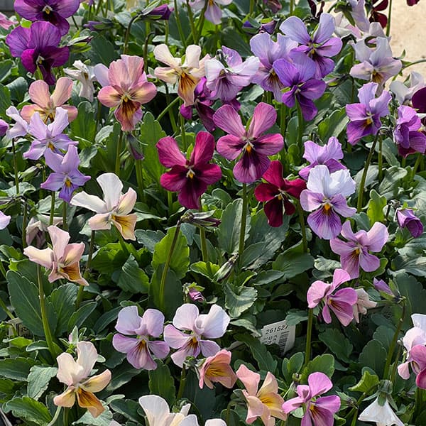 ビオラ：ロカハーツ　バチアナスマイル3.5号ポット