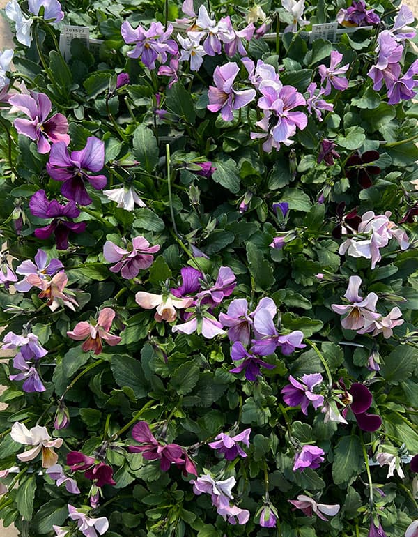 ビオラ：ロカハーツ　バチアナスマイル3.5号ポット