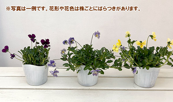 ビオラ：ロカハーツ　ビューティズム3.5号ポット