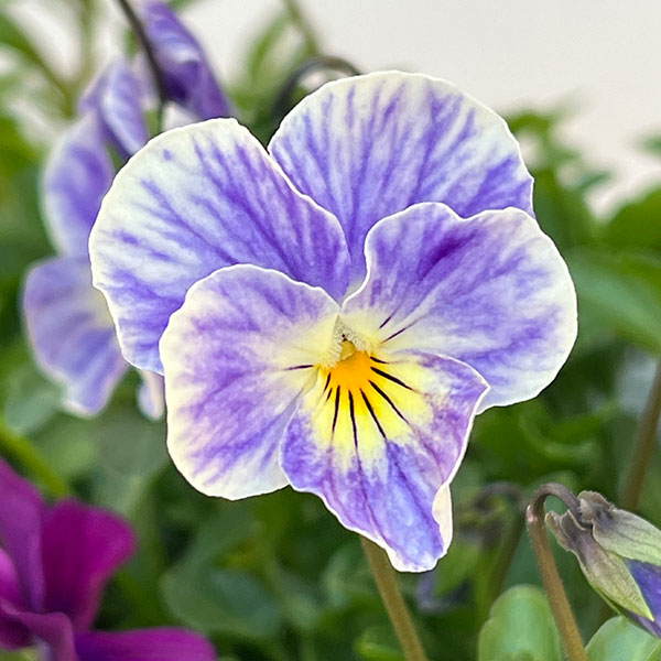 ビオラ：ロカハーツ　ビューティズム3.5号ポット