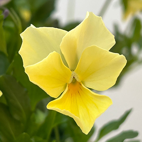 ビオラ：ロカハーツ　ビューティズム3.5号ポット