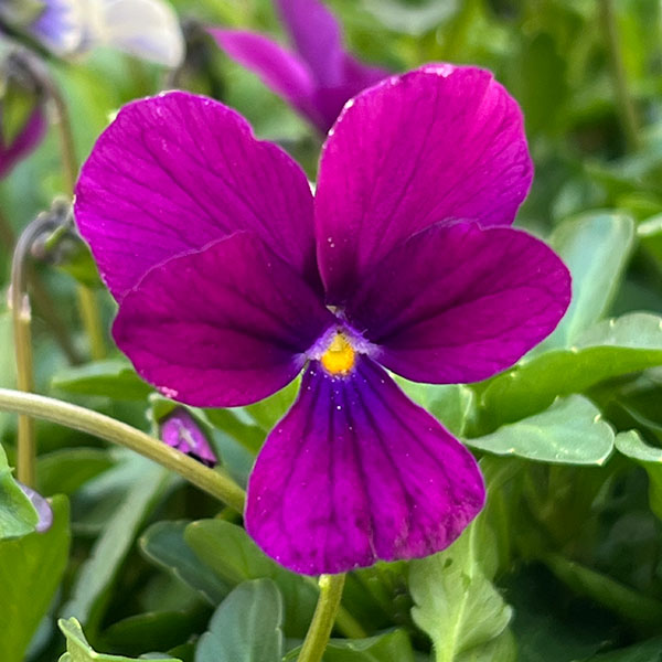 ビオラ：ロカハーツ　ビューティズム3.5号ポット