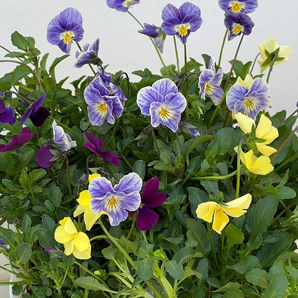 ビオラ：ロカハーツ　ビューティズム3.5号ポット