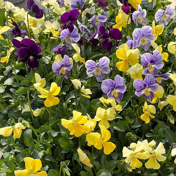 ビオラ：ロカハーツ　ビューティズム3.5号ポット