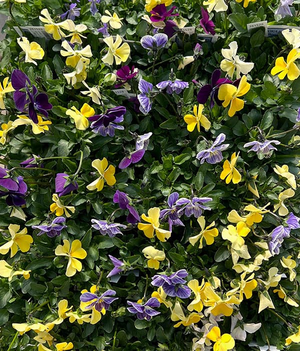 ビオラ：ロカハーツ　ビューティズム3.5号ポット