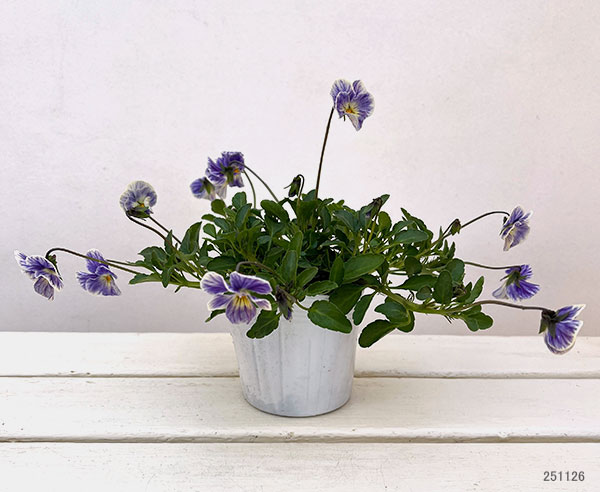 ビオラ：ロカハーツ　ビューティズム3.5号ポット