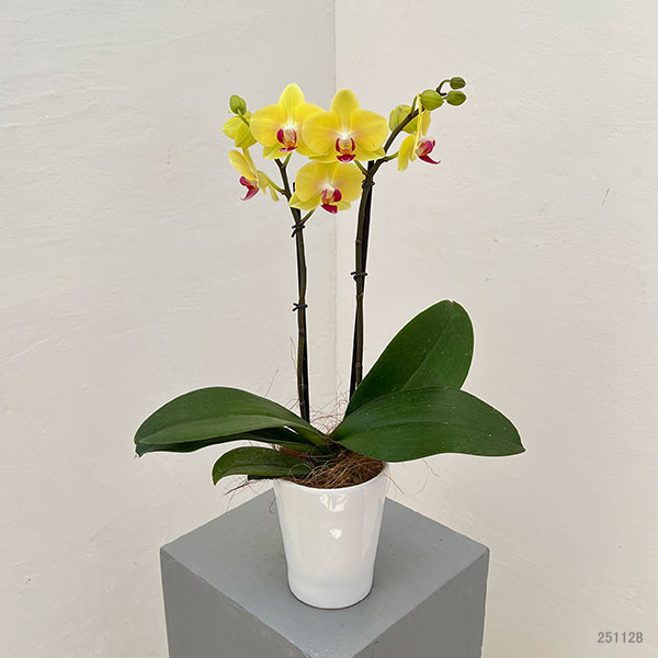 ミディコチョウラン：キロロ2本立ち4号陶器鉢植え