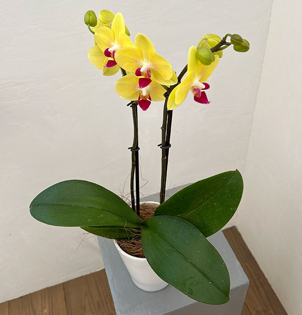 ミディコチョウラン：キロロ2本立ち4号陶器鉢植え