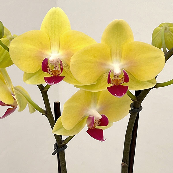 ミディコチョウラン：キロロ2本立ち4号陶器鉢植え