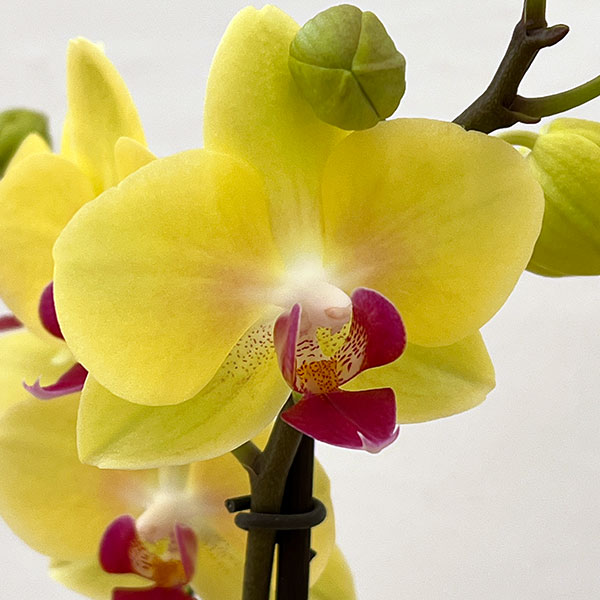 ミディコチョウラン：キロロ2本立ち4号陶器鉢植え