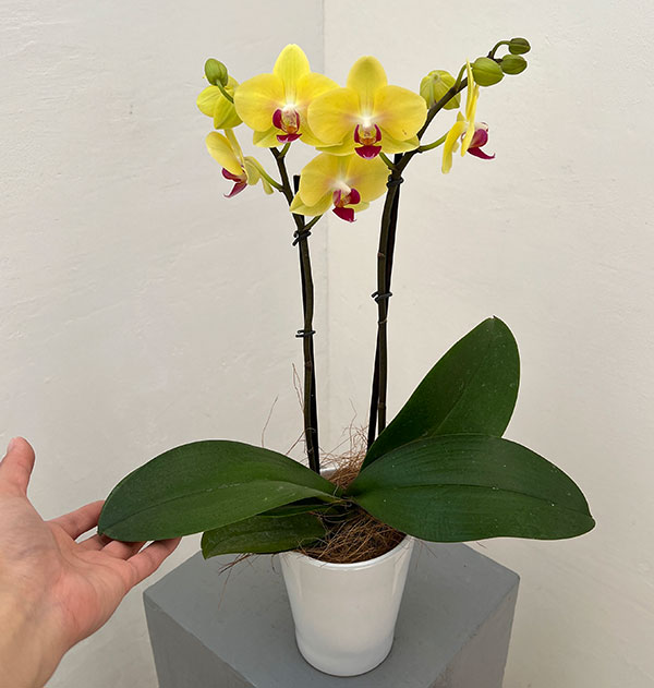 ミディコチョウラン：キロロ2本立ち4号陶器鉢植え