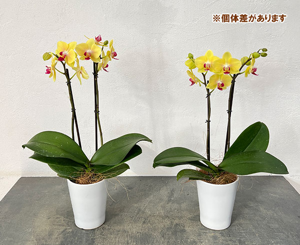 ミディコチョウラン：キロロ2本立ち4号陶器鉢植え