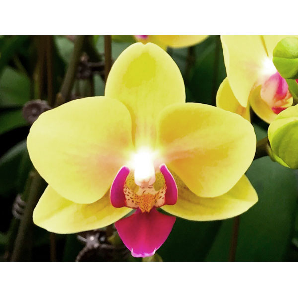 ミディコチョウラン：キロロ2本立ち4号陶器鉢植え