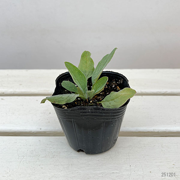 シノグロッサム：ミスティックピンク3号ポット