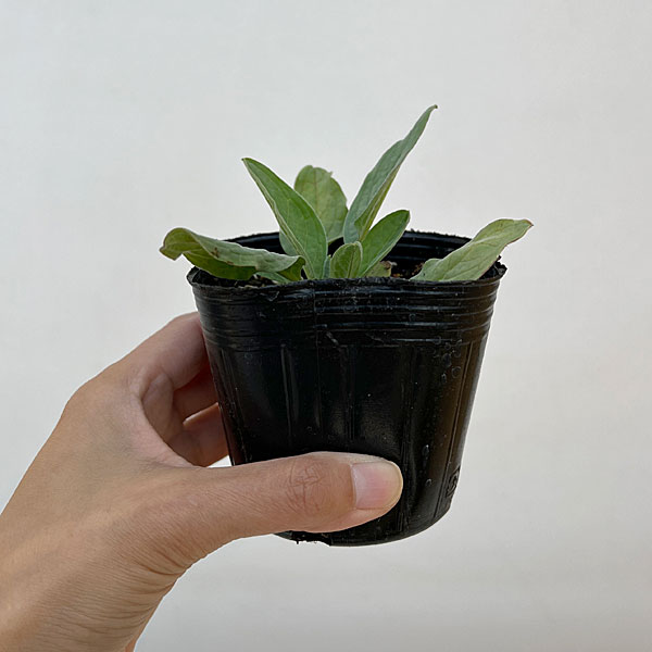 シノグロッサム：ミスティックピンク3号ポット