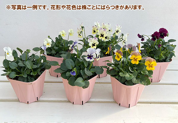 ビオラ:ビオリーナ トルニー系ミックス3.5号ポット