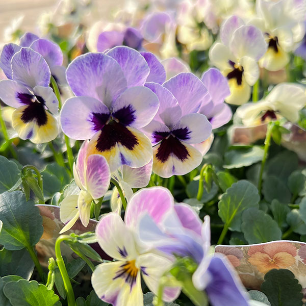 ビオラ:ビオリーナ トルニー系ミックス3.5号ポット