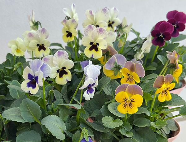 ビオラ:ビオリーナ トルニー系ミックス3.5号ポット