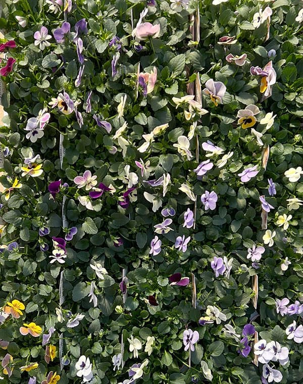 ビオラ:ビオリーナ トルニー系ミックス3.5号ポット