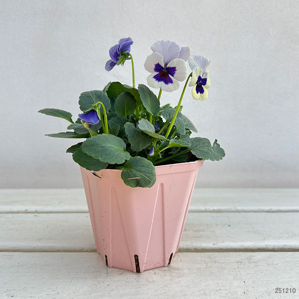 ビオラ:ビオリーナ トルニー系ミックス3.5号ポット
