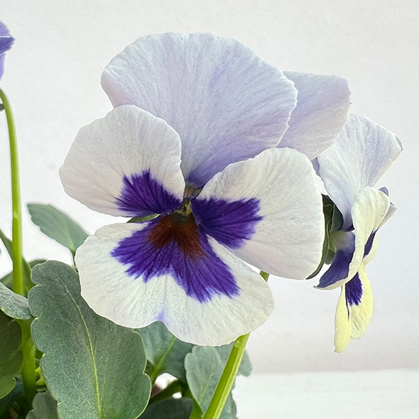 ビオラ:ビオリーナ トルニー系ミックス3.5号ポット