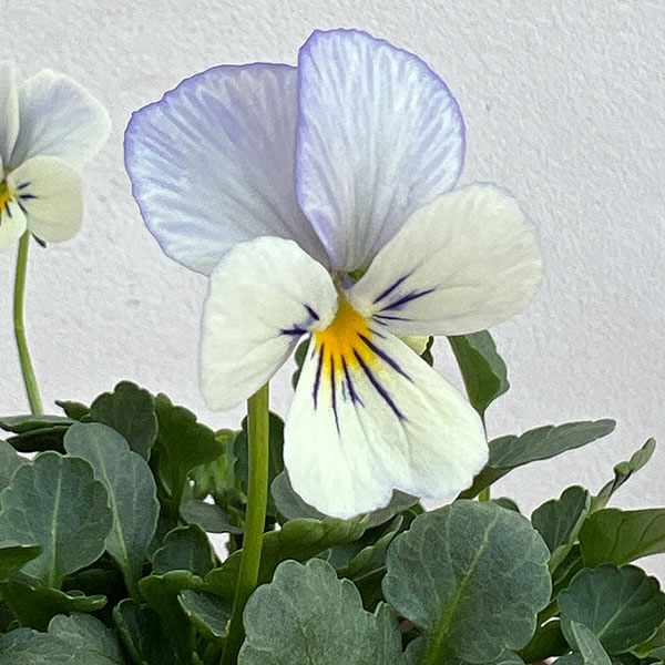 ビオラ:ビオリーナ トルニー系ミックス3.5号ポット