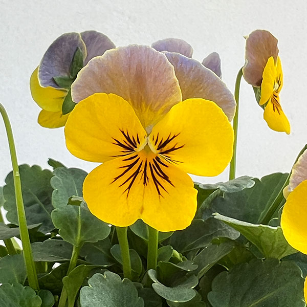 ビオラ:ビオリーナ トルニー系ミックス3.5号ポット