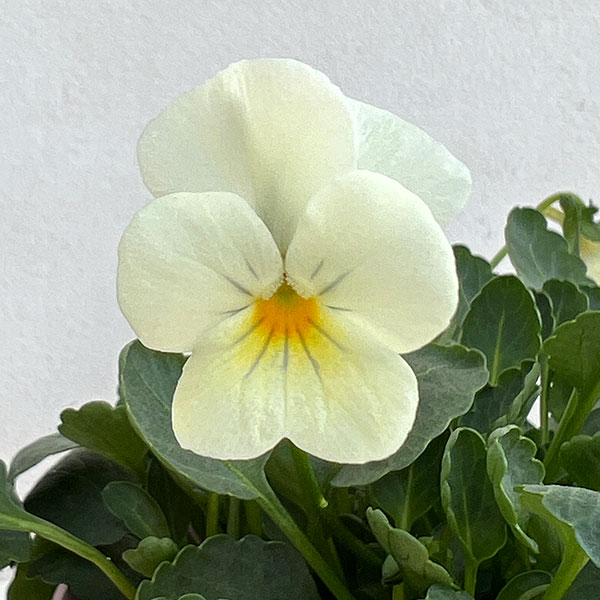 ビオラ:ビオリーナ トルニー系ミックス3.5号ポット