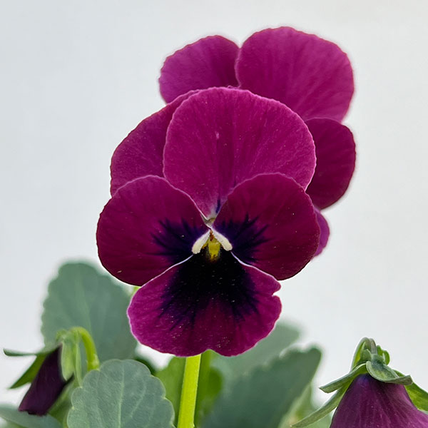 ビオラ:ビオリーナ トルニー系ミックス3.5号ポット