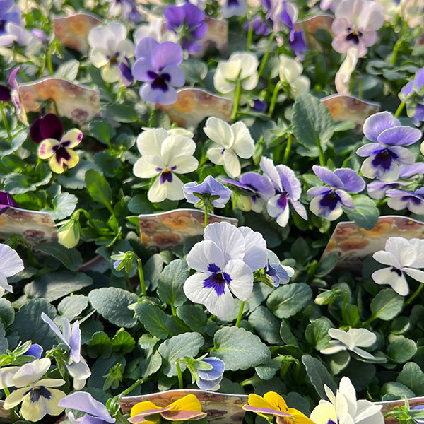 ビオラ:ビオリーナ トルニー系ミックス3.5号ポット