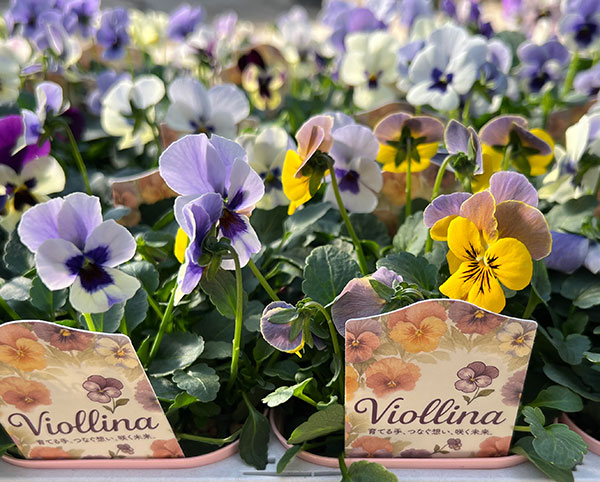 ビオラ:ビオリーナ トルニー系ミックス3.5号ポット