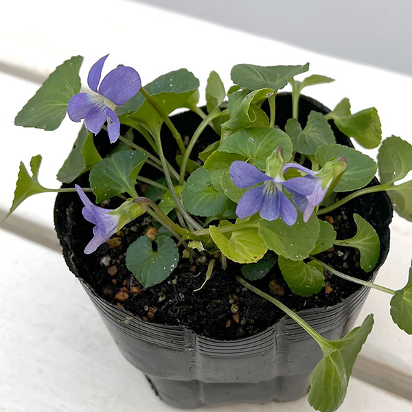 宿根ビオラ:ソロリア ダークフレックルス3.5号ポット