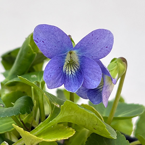 宿根ビオラ:ソロリア ダークフレックルス3.5号ポット