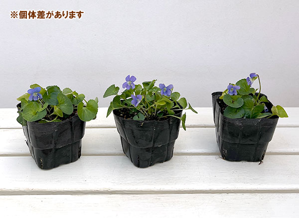 宿根ビオラ:ソロリア ダークフレックルス3.5号ポット