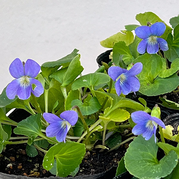 宿根ビオラ:ソロリア ダークフレックルス3.5号ポット